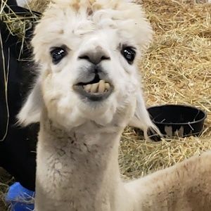 Meet your Posher, Dora